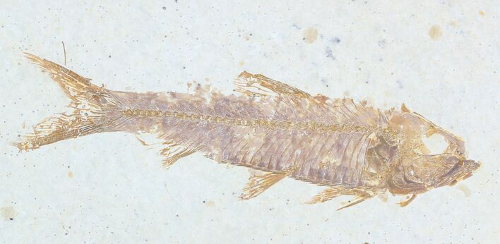 Knightia Fossil Fish - Wyoming #55317